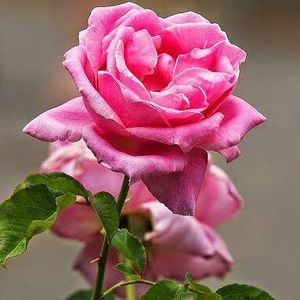 Meet your Posher, Karima